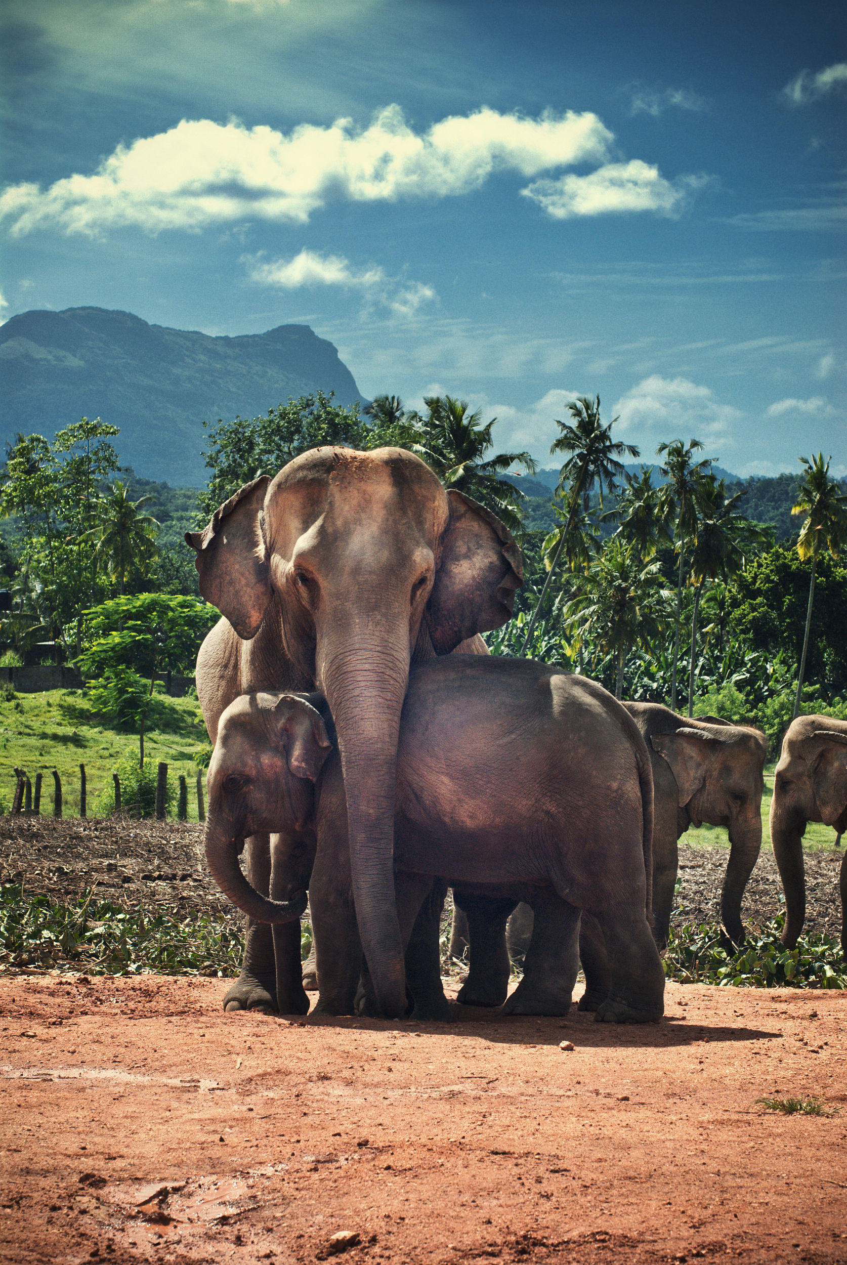 8月起,斯里兰卡将加入对中国护照免签证费行列