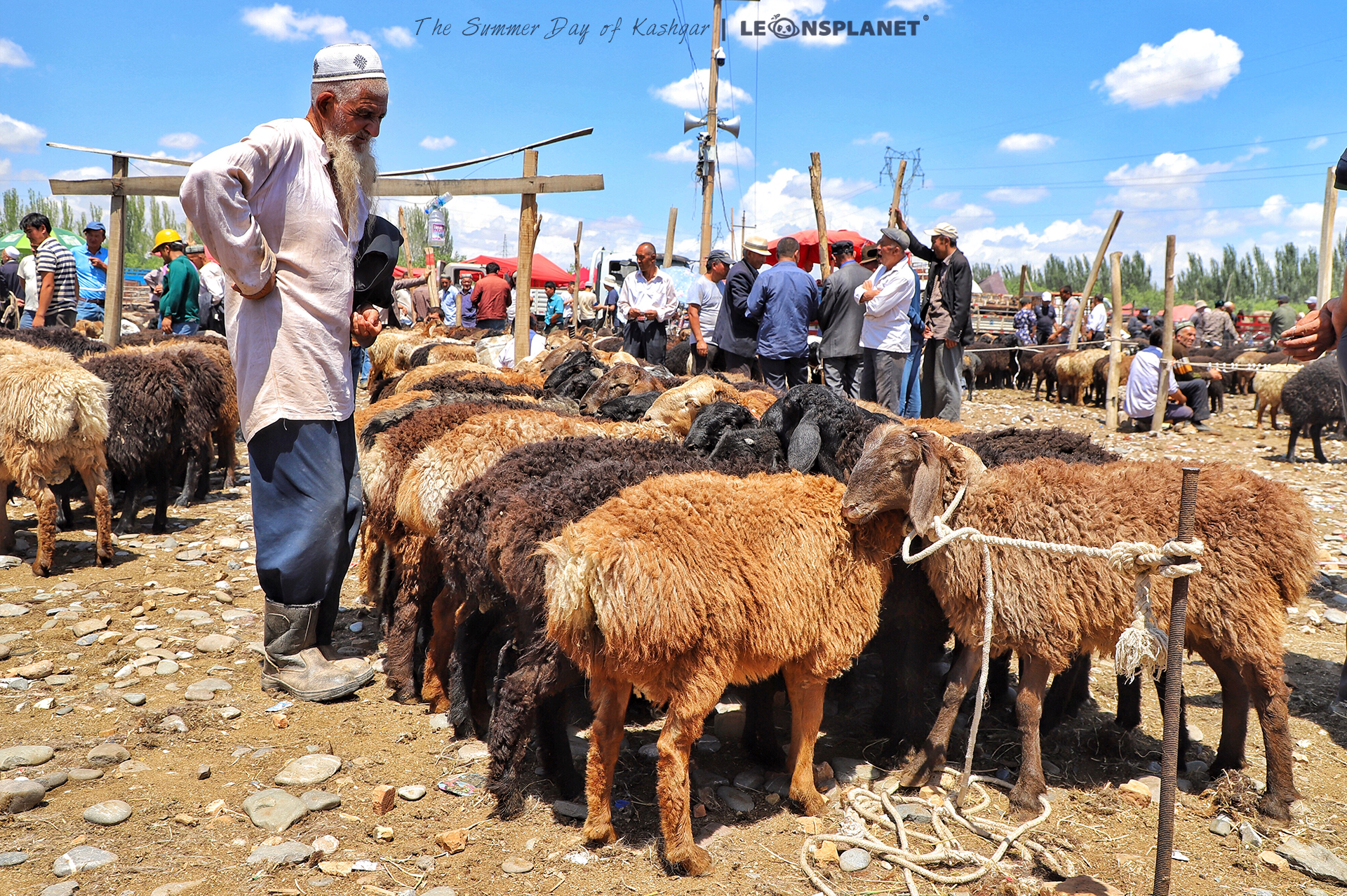 喀什牛羊大巴扎图片