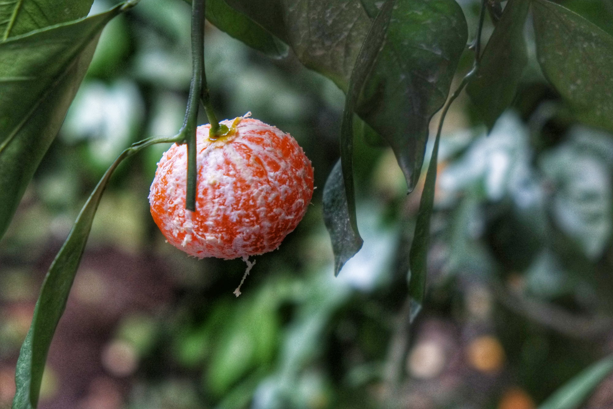 济州岛,欢乐的购物之旅