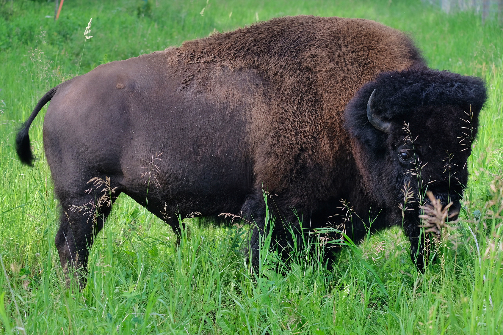 在遥远的冰河纪,海平面下降,连接西伯利亚和阿拉斯加的白令海峡露出