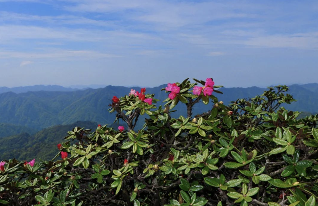 迎春风 觅春天 我们一起春游光雾山