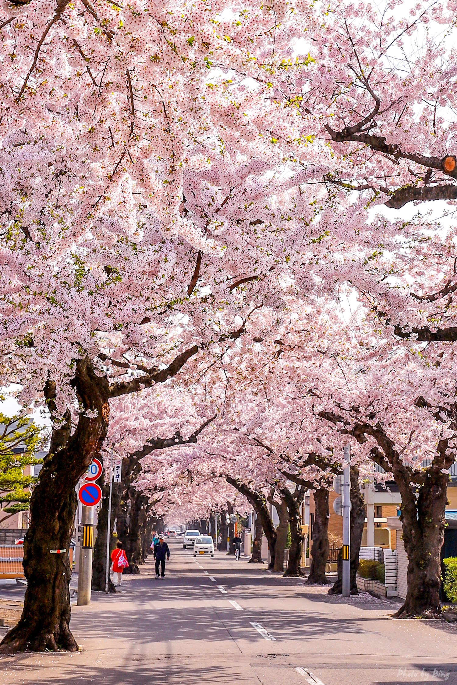 日本樱花街道唯美图片