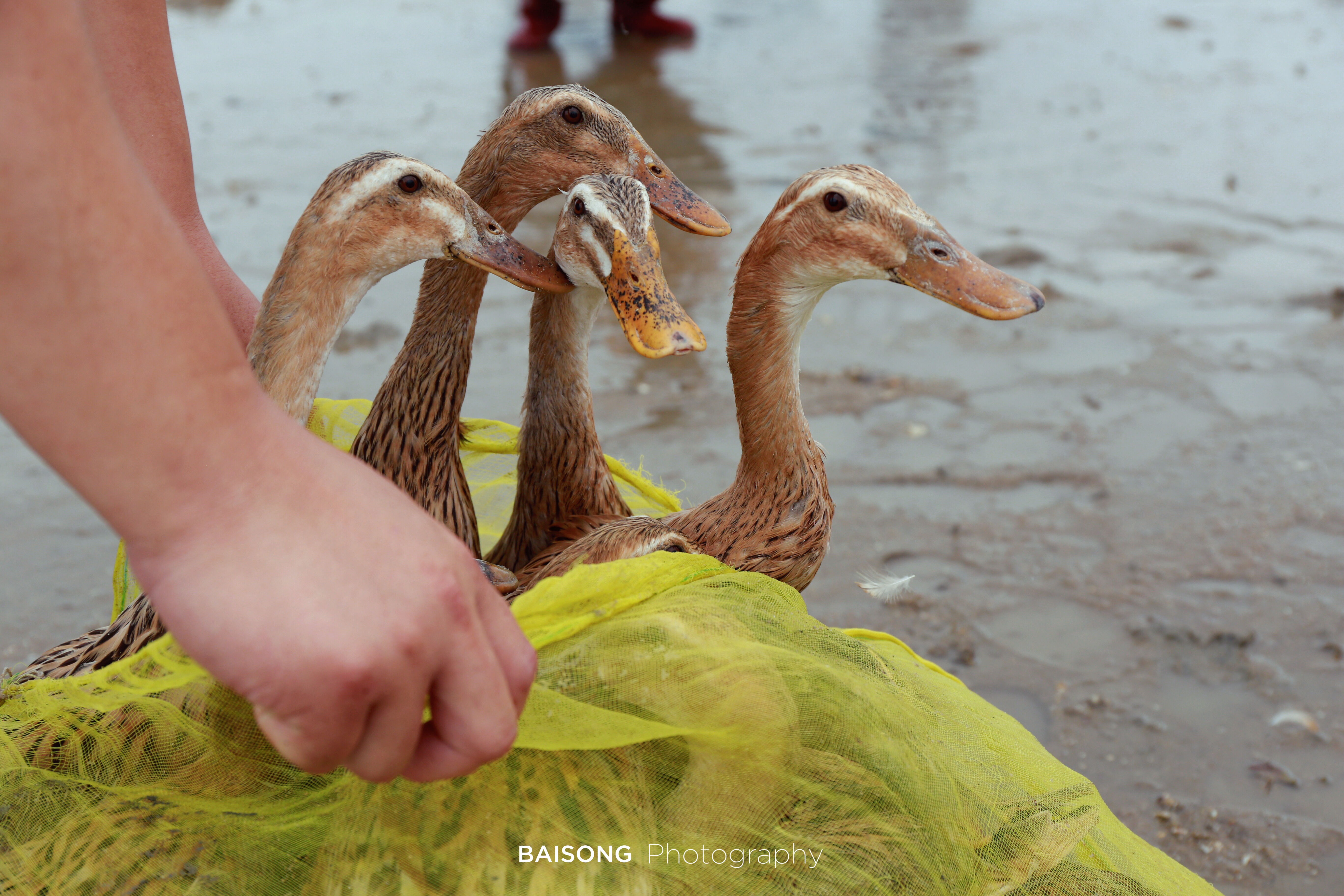厦门赶海玩法推荐