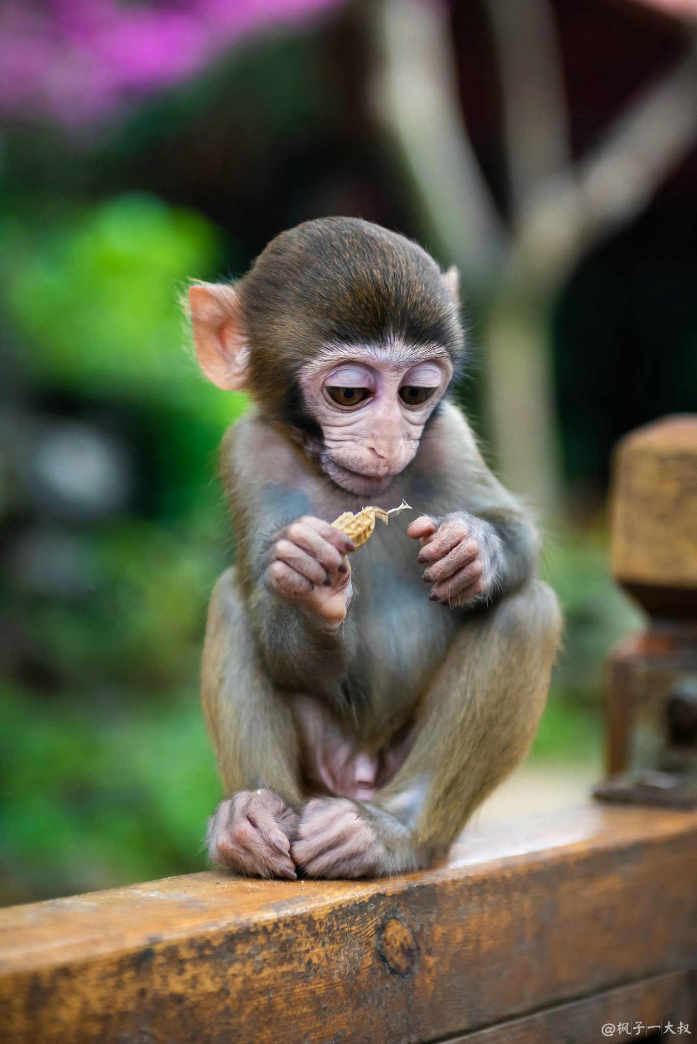 给冬季留点时光与萌猴呆一会儿