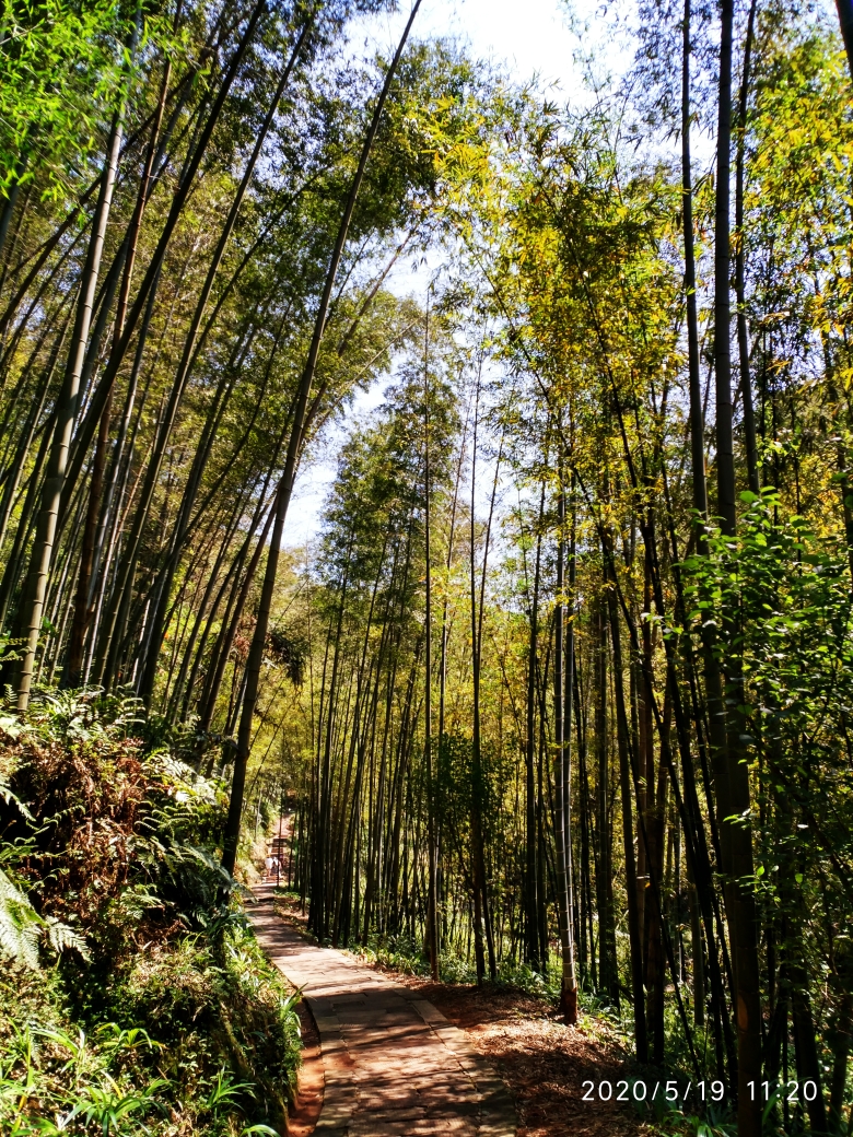挺拔而又柔弱的竹林,秀丽的林间阳光小道.