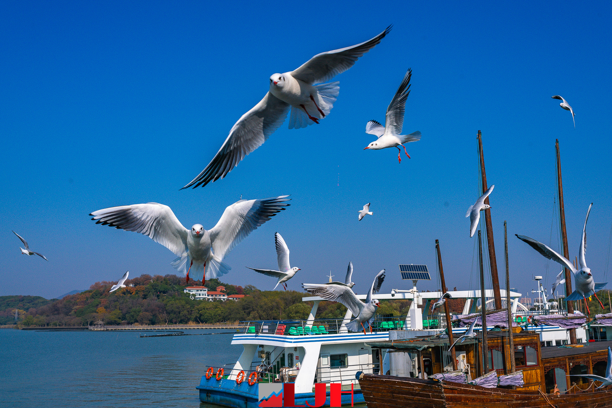 鼋头渚飞来了红嘴鸥,冬天去太湖观鸟其乐融融