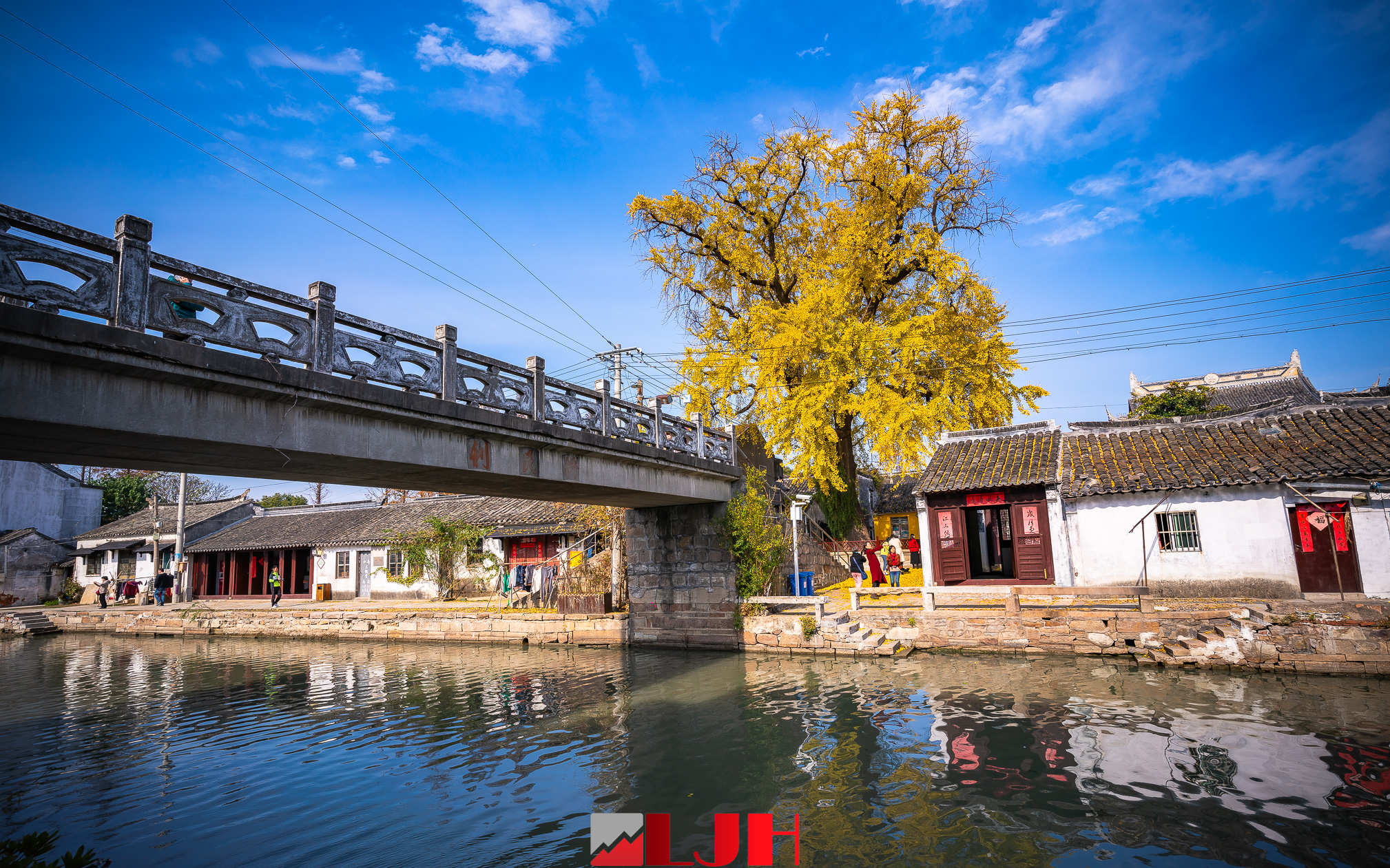苏州太平禅寺的银杏树,800年来坚守着一份宁静