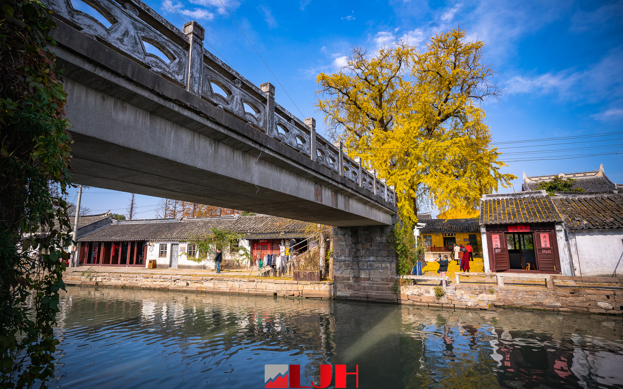 苏州太平禅寺的银杏树,800年来坚守着一份宁静