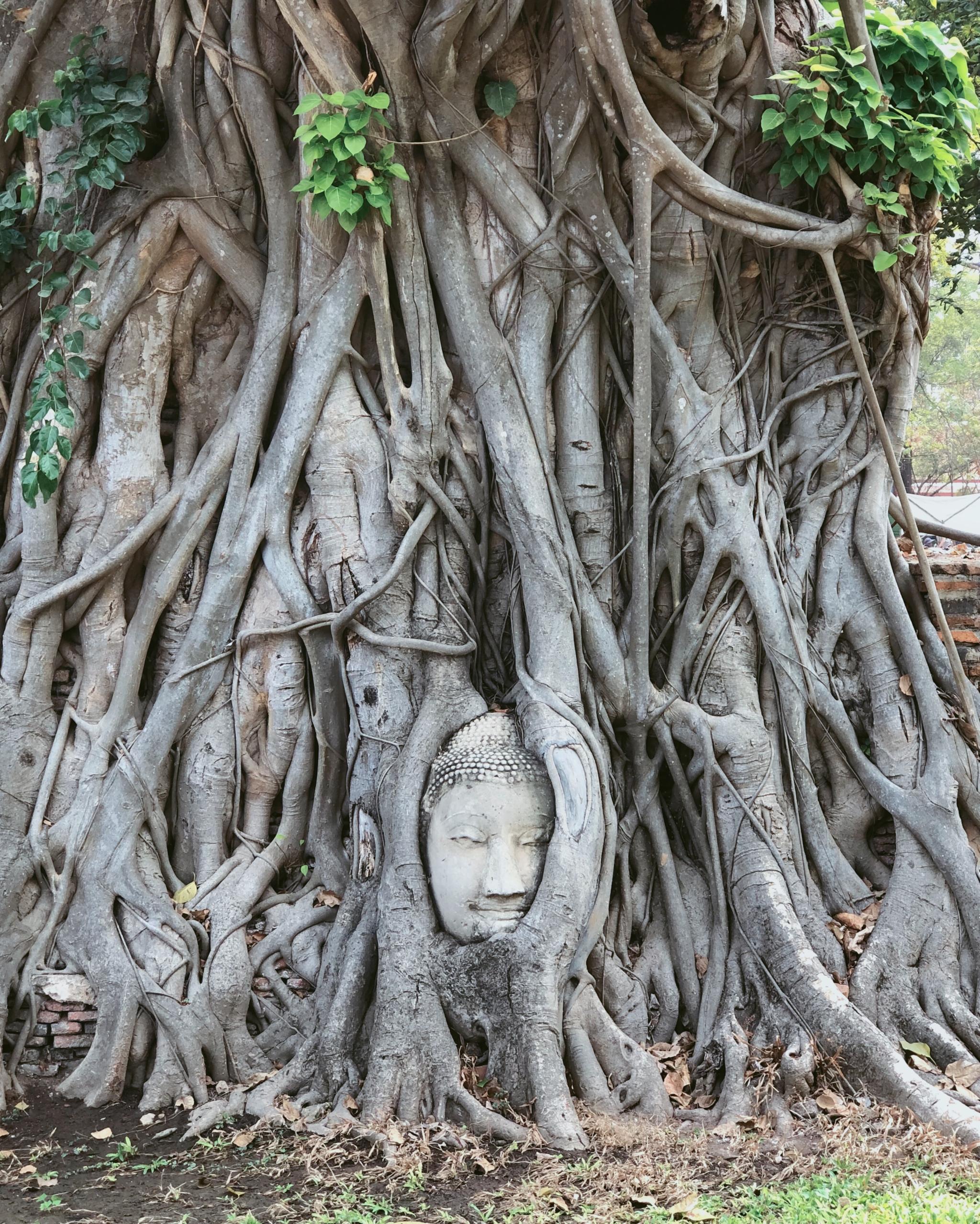 苍凉又宁静的树抱佛,永恒的微笑一眼千年