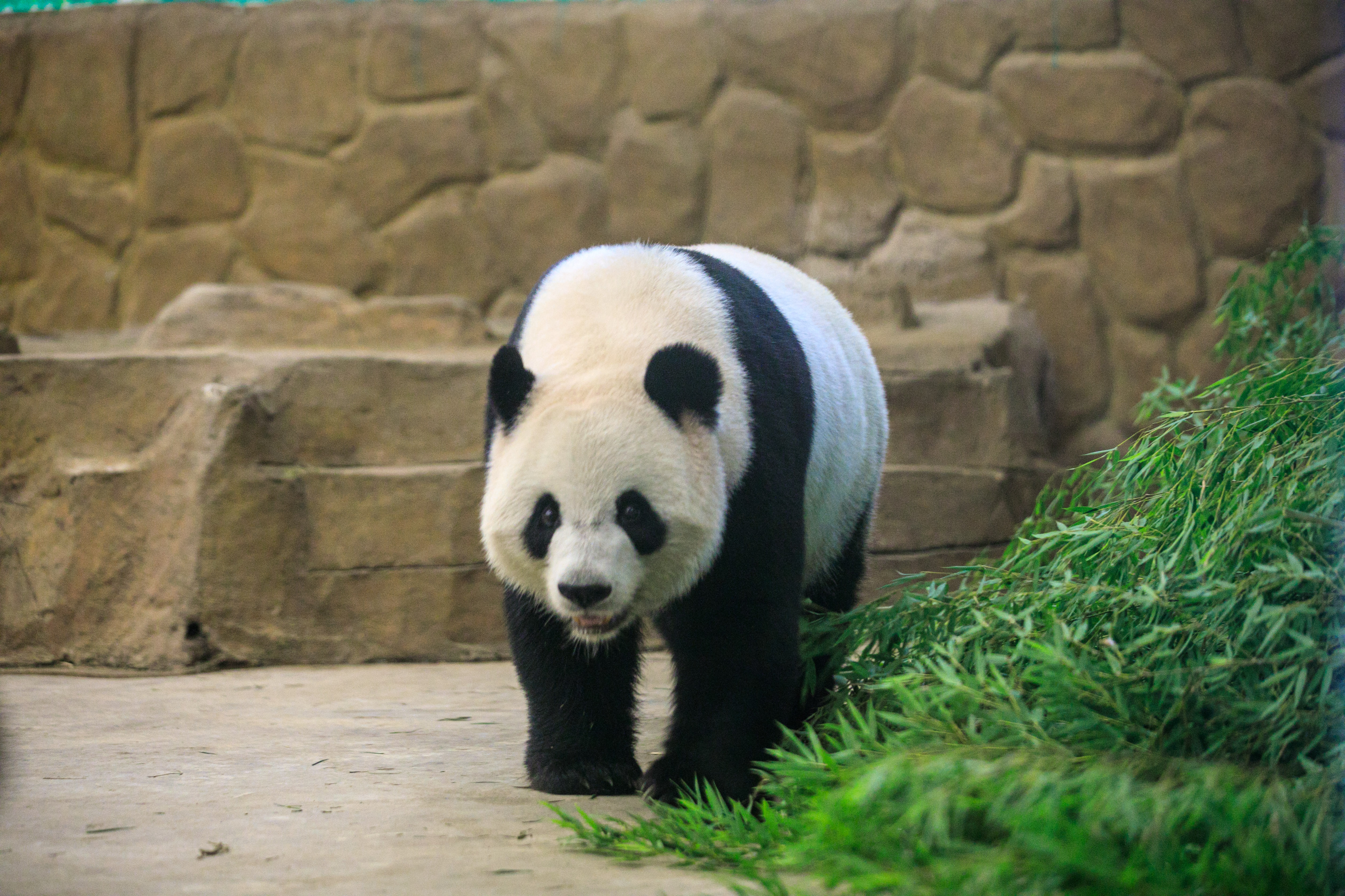竹博园的大熊猫馆分a馆b馆,共有四只大熊猫.