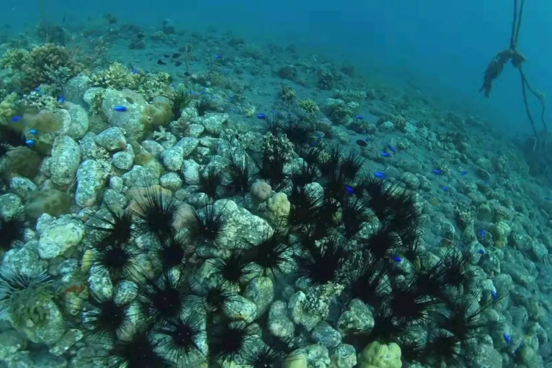 跳瀑布 看世界上仅有的沙丁鱼风暴 宿务 杜马盖地这么玩儿 宿务岛 攻略游记 途牛