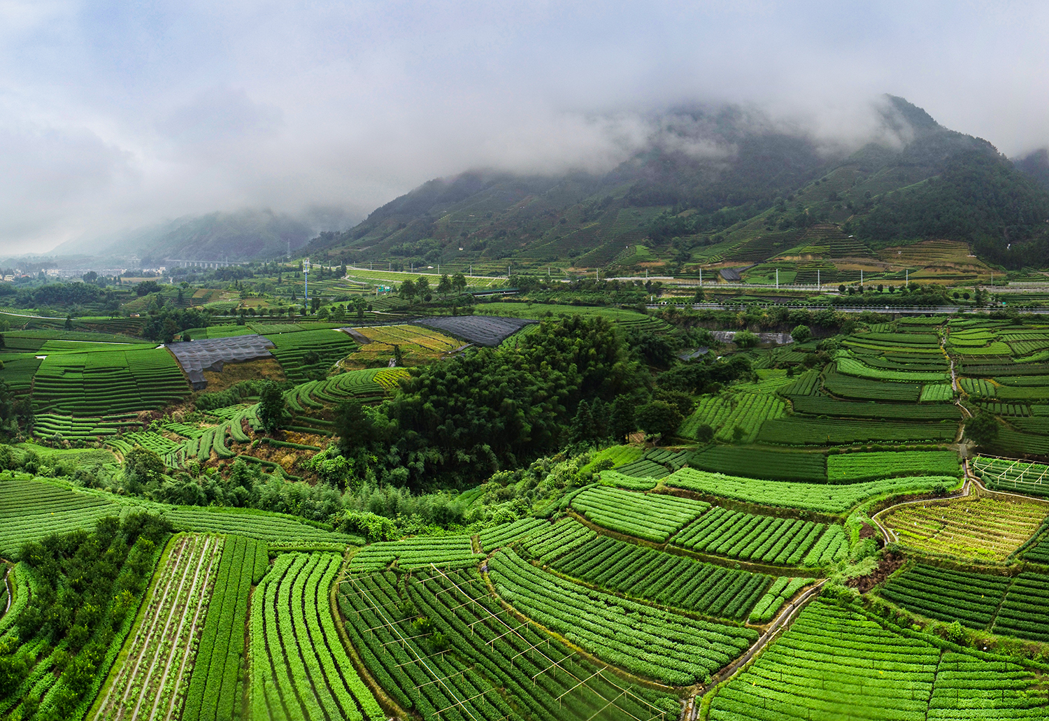 你绝对不会相信松阳大木山茶园是全国第一大骑行茶园