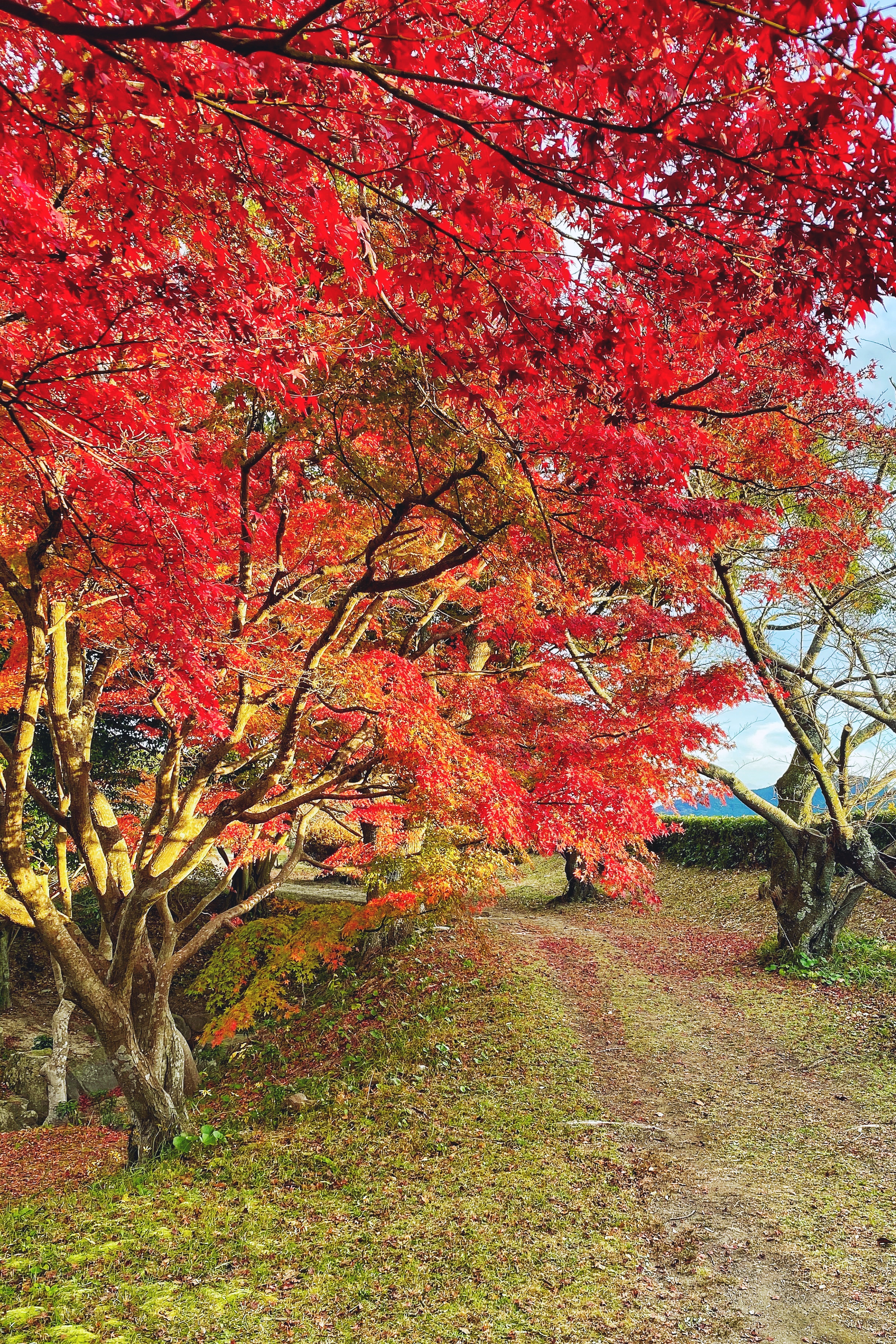 日本山口县小众寻秋之旅赏美景吃美食4天3晚超实用游玩攻略 山口县游记 途牛