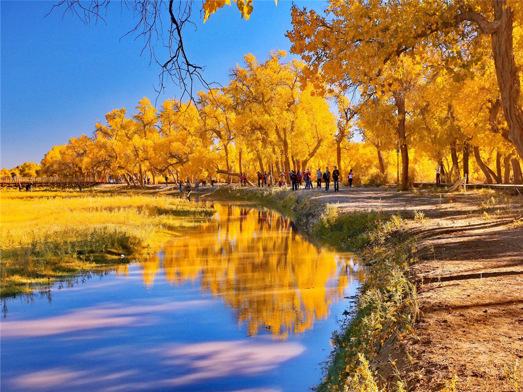 胡杨百媚生陷于弱水情额济纳旗胡杨林必玩景点攻略