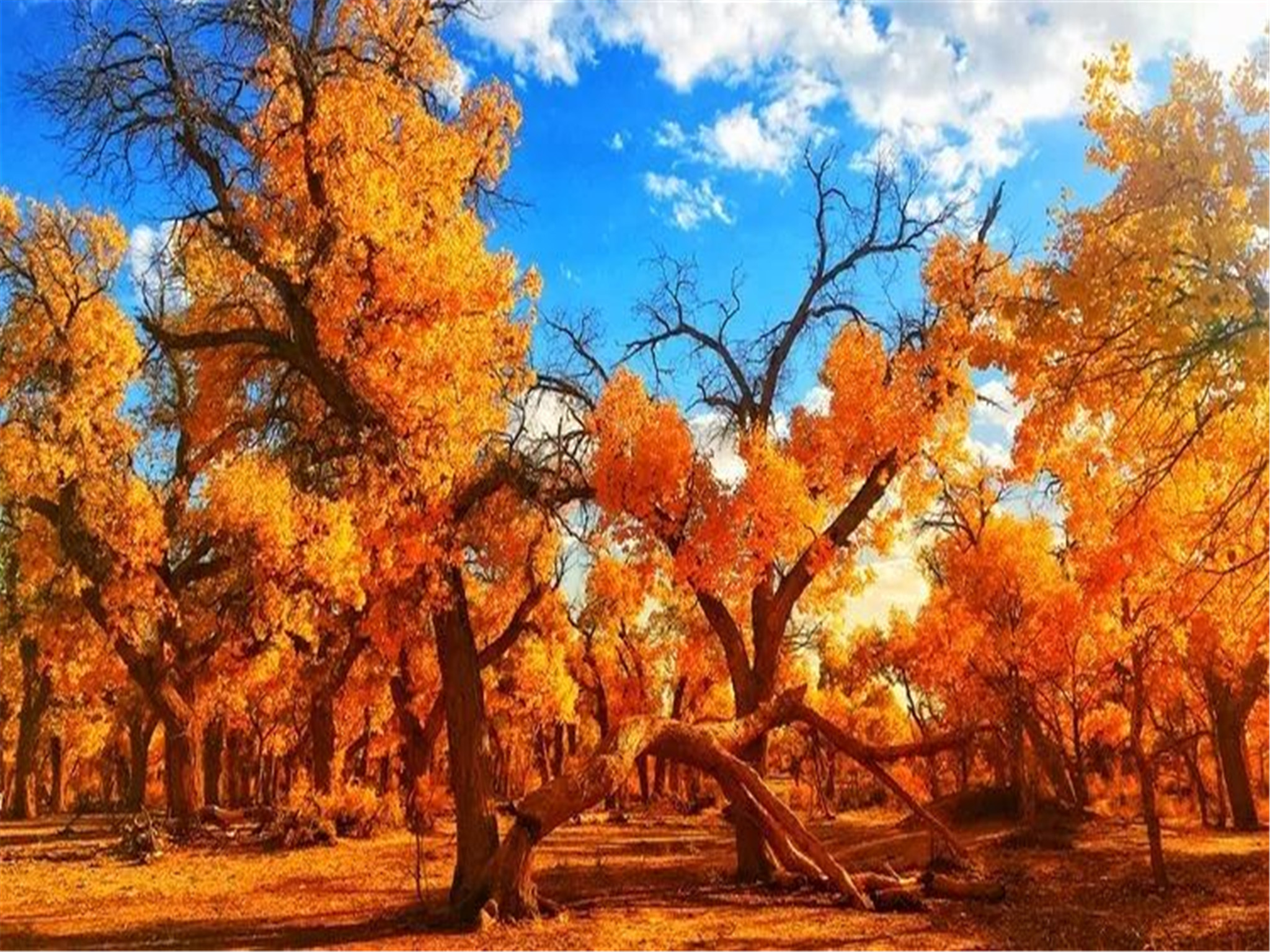 10月額濟納胡楊林必玩景點旅遊攻略國慶秋天額濟納胡楊林好玩嗎