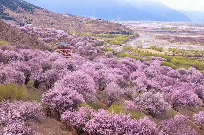 3月川藏線青藏線林芝桃花節約伴了