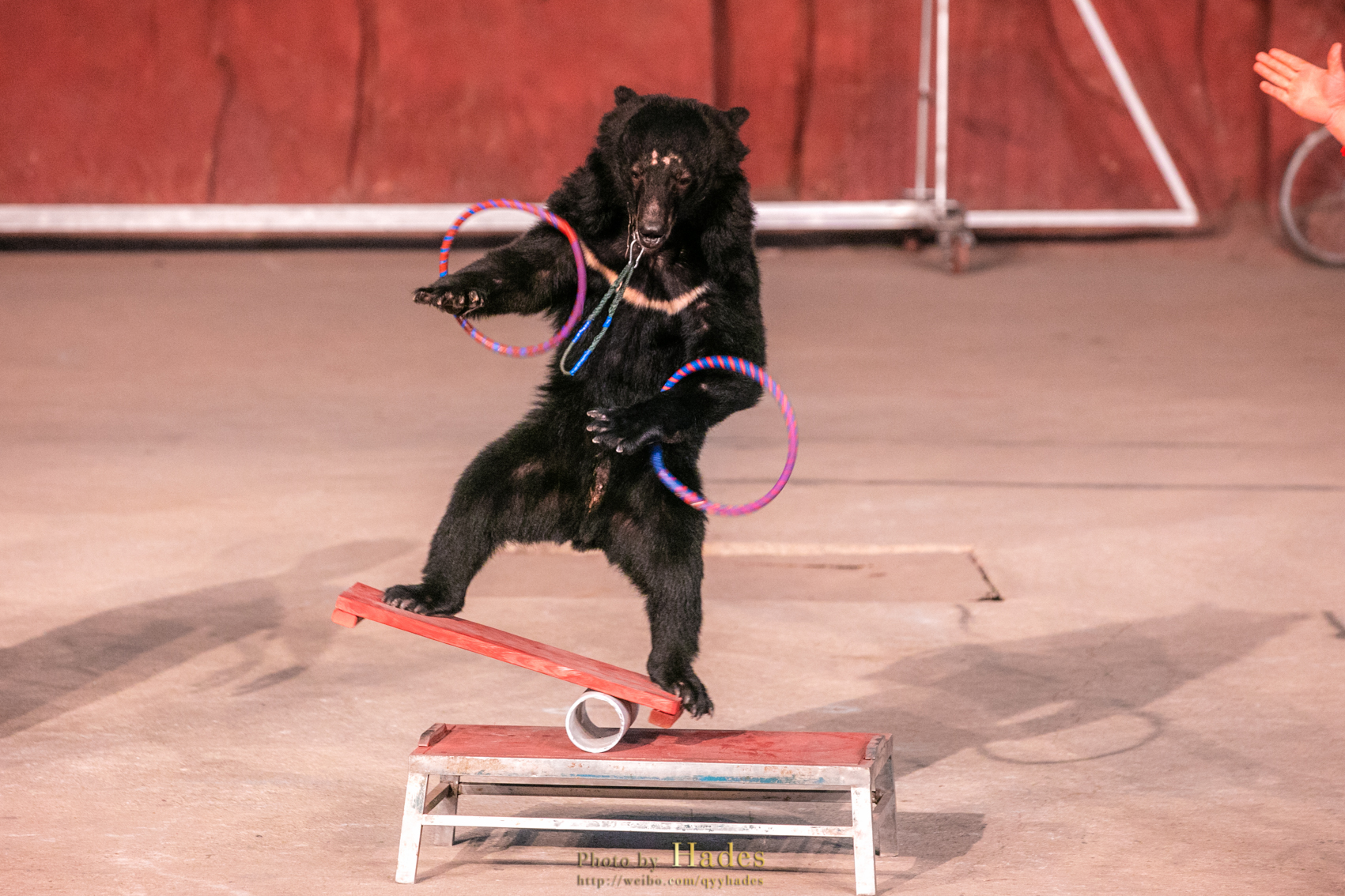 夏遊九峰森林動物園 與萌寵共度美好假期_武漢九峰森林動物園遊記_途