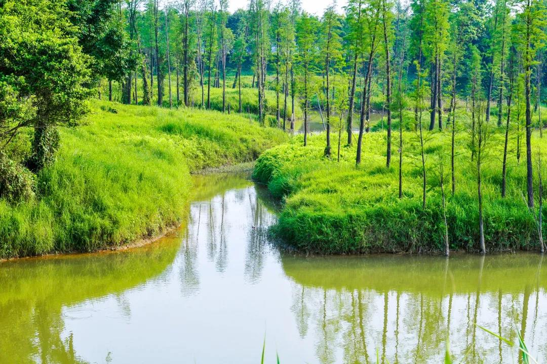 广佛休闲运动岛之绿肺南海大湿地公园