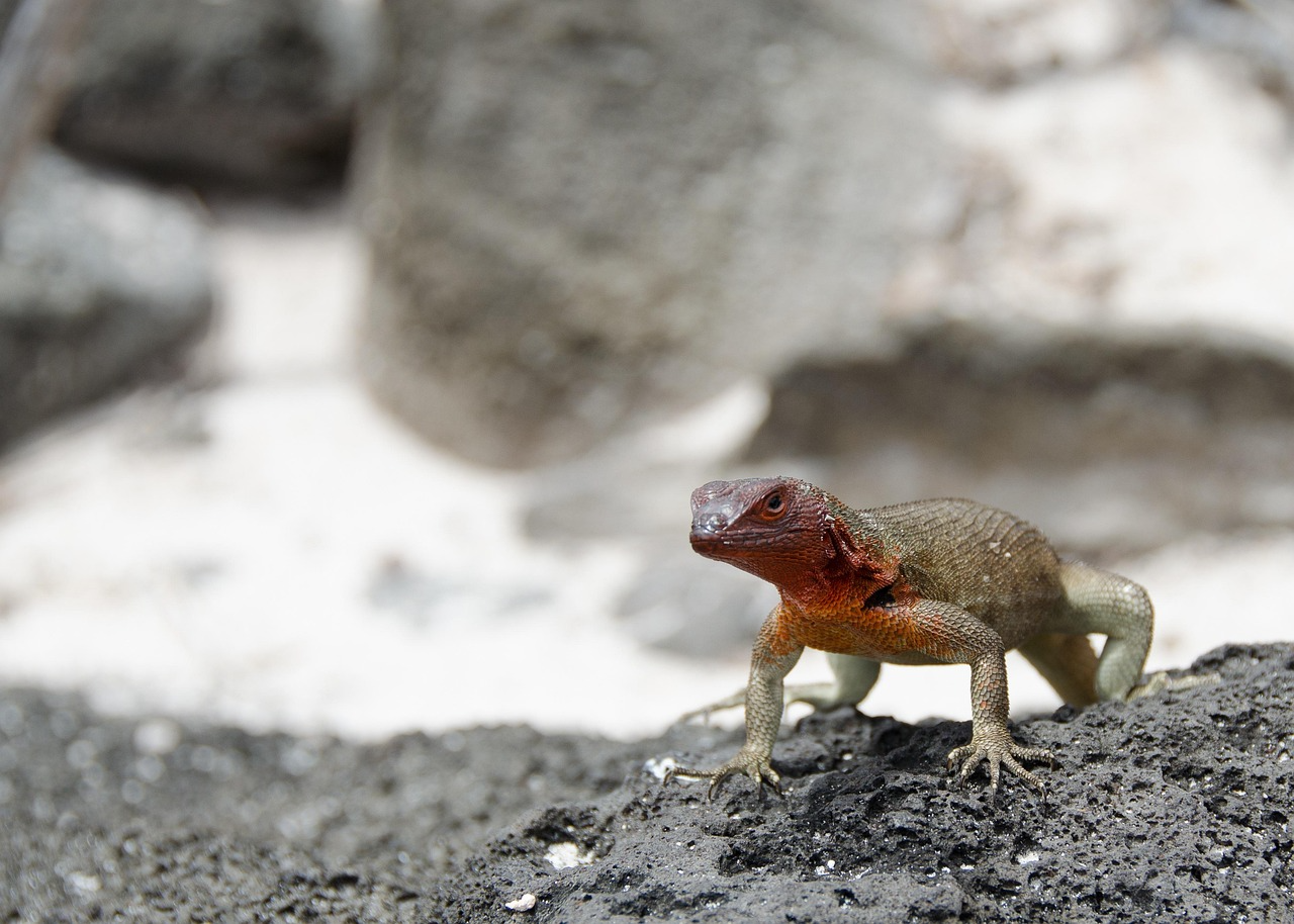 <海达路德圣克鲁2号-物种起源-加拉帕戈斯深度探索15日>专业探险队登陆活动、含厄瓜多尔签证、邮轮小费、邮轮WiFi