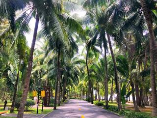 大小洞天椰林 景点模块