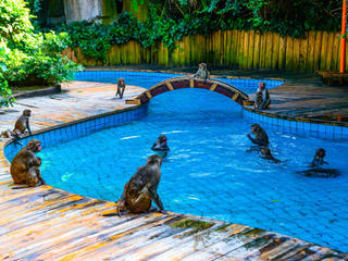 南湾猴岛 景点模块