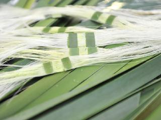 毛利文化村地热保护区 景点模块