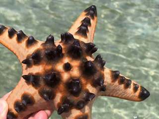 布纳肯 景点模块