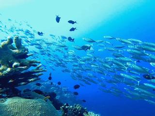 布纳肯 景点模块