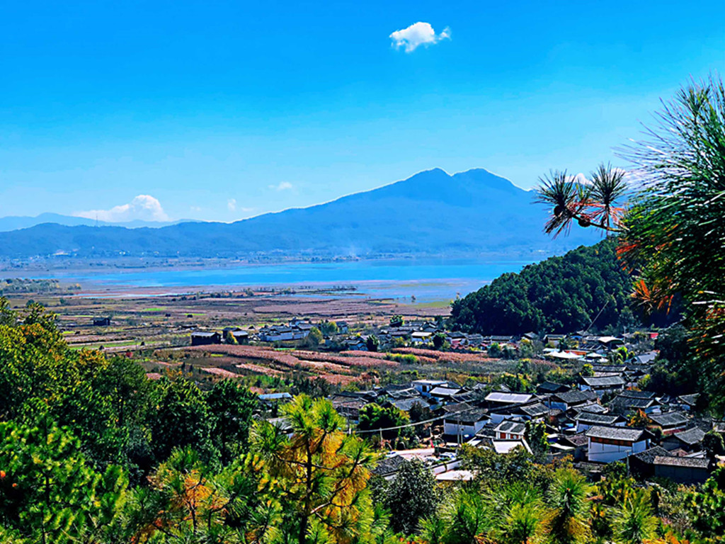 云南-丽江1日游>真纯玩,拉市海湿地公园观候鸟南飞,重走茶马古道