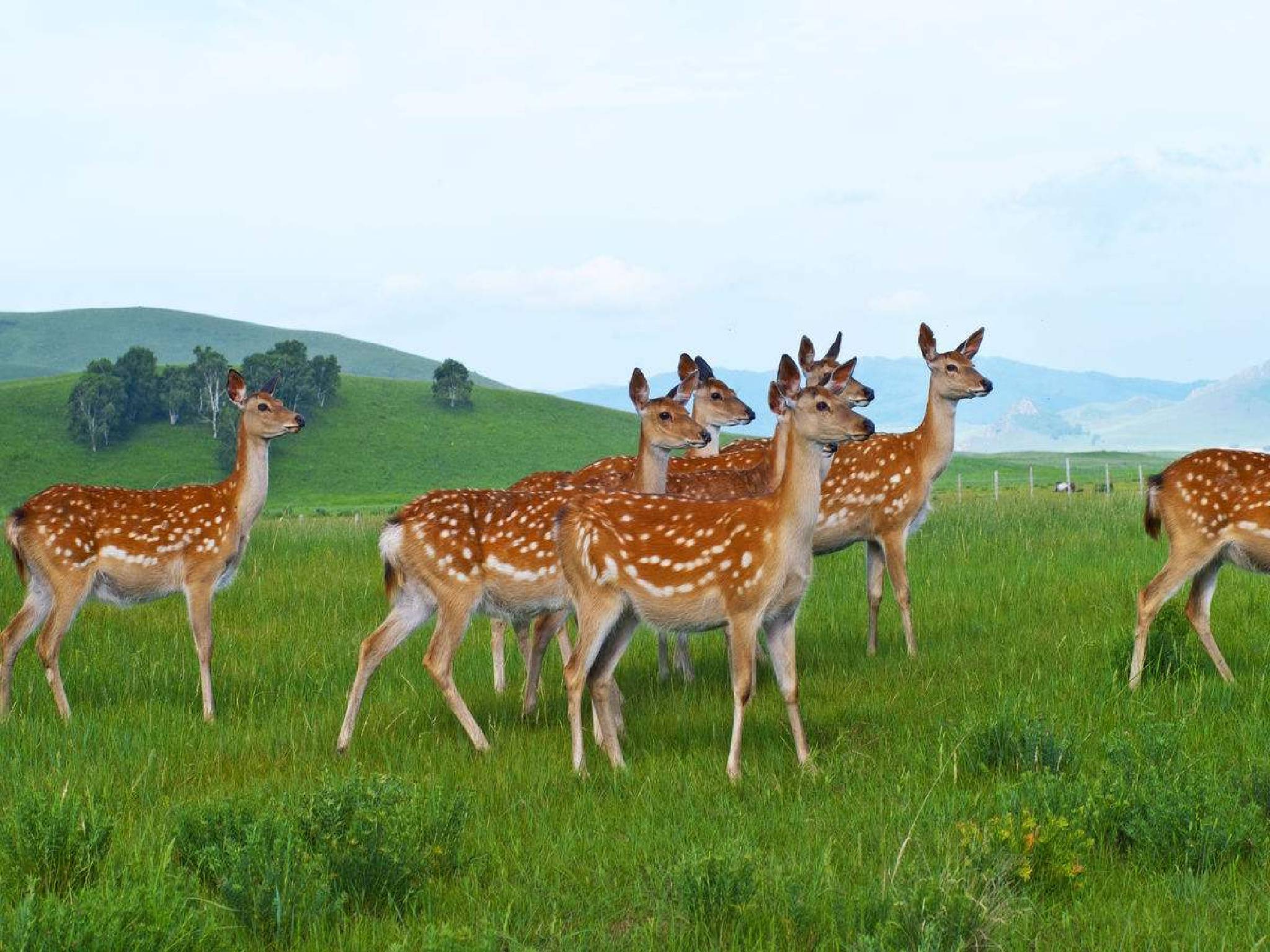 兰州渭源县黄香沟元古堆村1日游喂梅花鹿采摘鲜美熊掌菇赏雪山草原