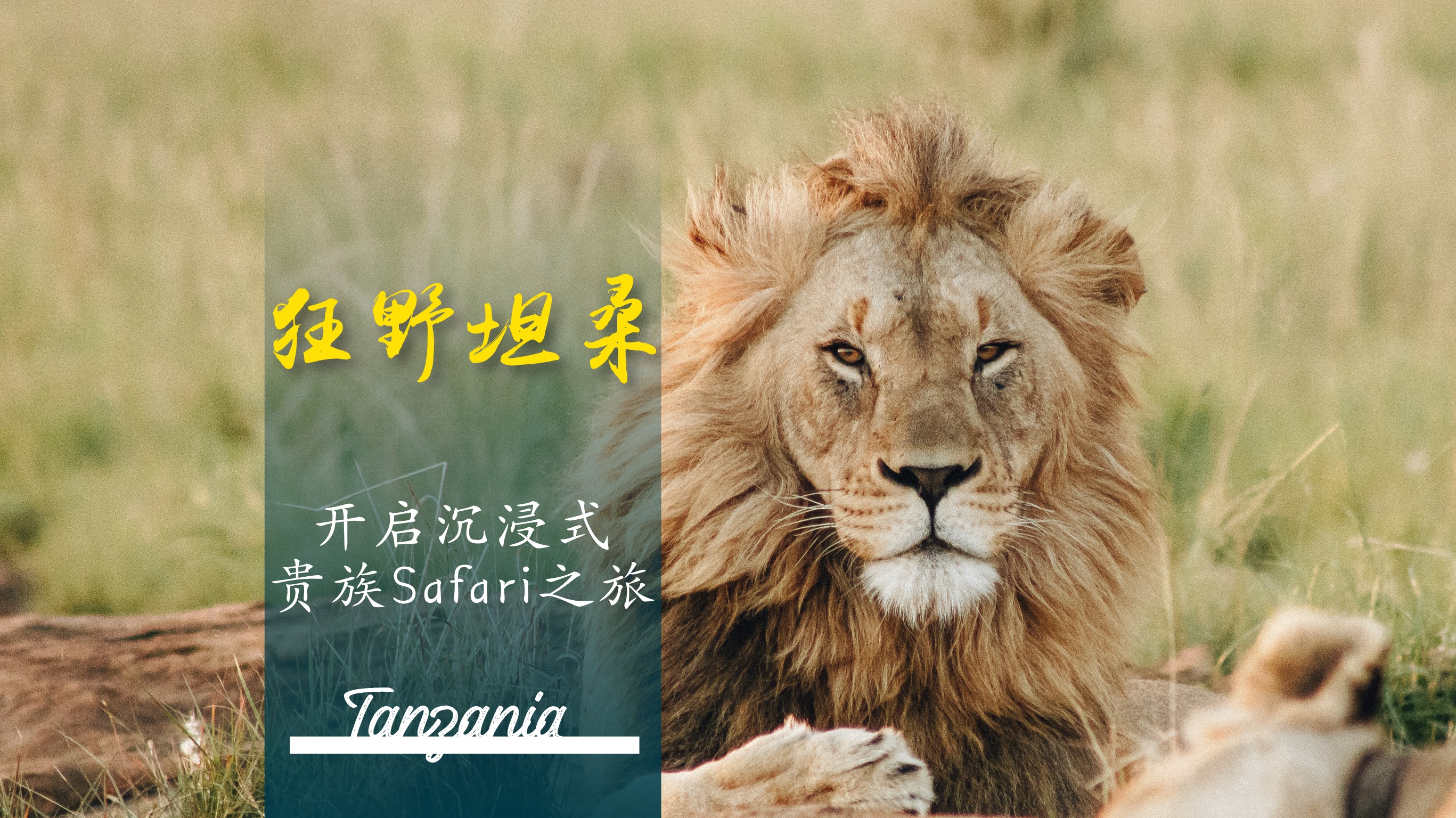 [春节]<坦桑尼亚机票+当地11天8晚游游>早定立减/春节包饺子/角马产子/全程专用四驱越野车/小众体验恩戈罗恩戈罗徒步