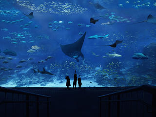 新加坡 活动模块