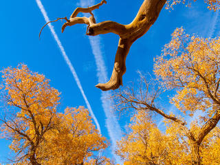 新疆哈密伊吾胡杨林 景点模块