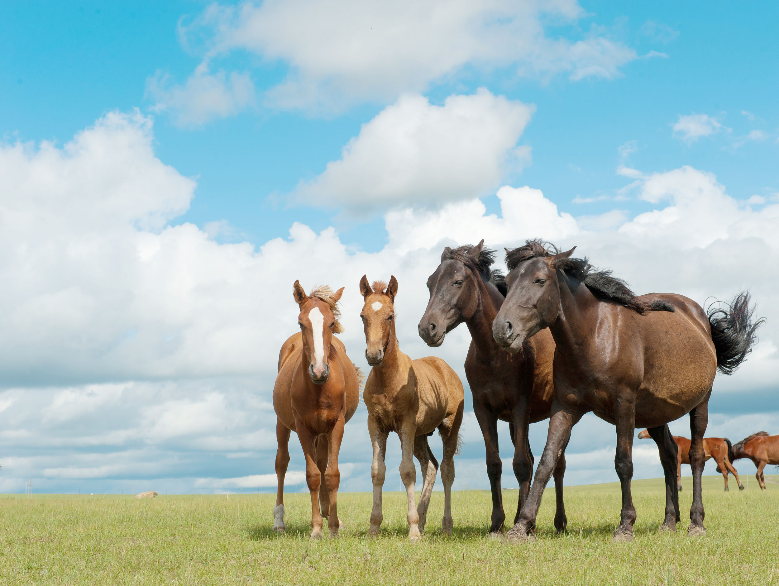 年冠北线-呼伦贝尔大草原6日游-途牛