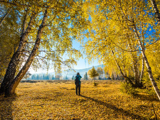 禾木,秋天,一个人,白桦,人,背面视角,白桦树,黄色,旅游目的地,风光 景点模块