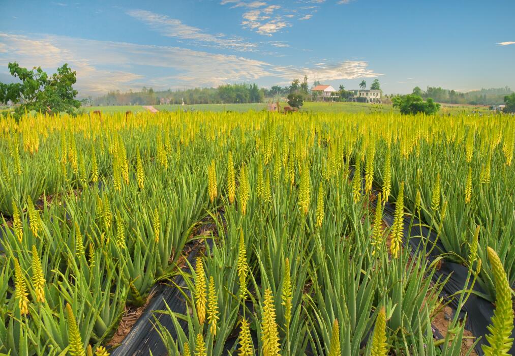 夏季旅游好去处瑷露德玛芦荟庄园